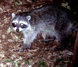 野生動物にあいたくて